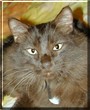 Fergus