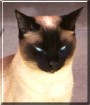 Simon