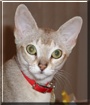 Tycho