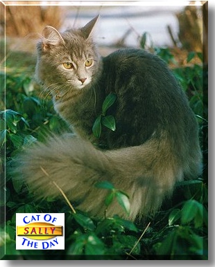 Sally, the Cat of the Day