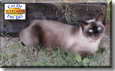 Kokomo, the Cat of the Day