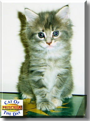 Priscilla, the Cat of the Day