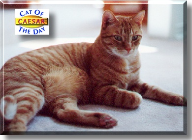 Caesar, the Cat of the Day