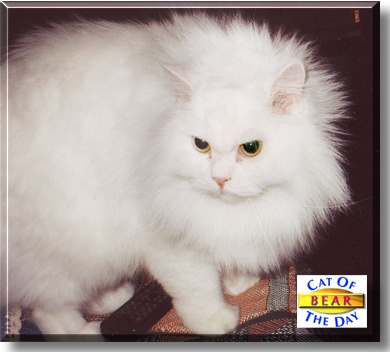 Mr. Bear, the Cat of the Day