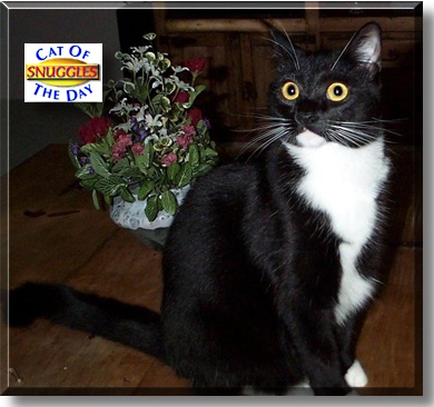 Snuggles, the Cat of the Day