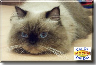 Mocha, the Cat of the Day