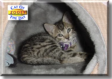 Zooey, the Cat of the Day