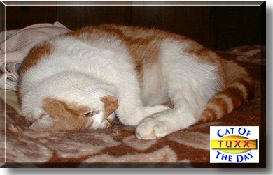 Tuxx, the Cat of the Day