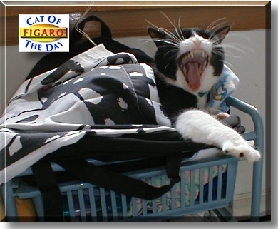 Figaro, the Cat of the Day