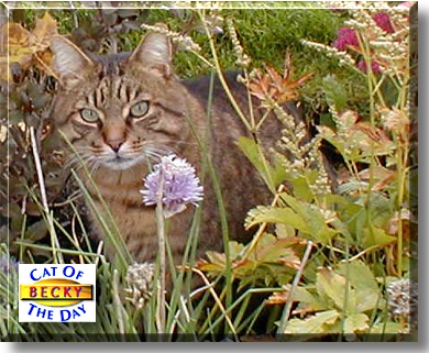Becky, the Cat of the Day