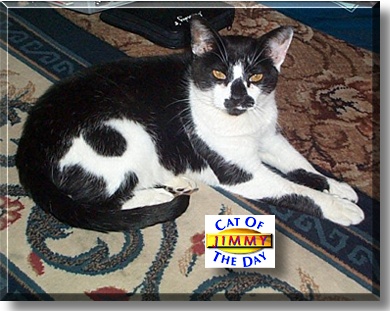 Jimmy, the Cat of the Day