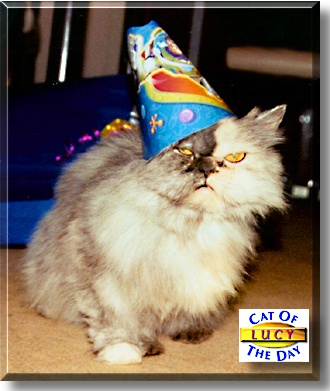 Lucy, the Cat of the Day