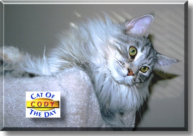 Cody, the Cat of the Day