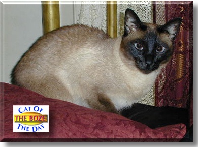 The Boze, the Cat of the Day