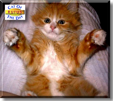 Rufus, the Cat of the Day