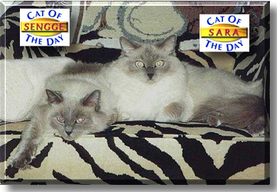 Sara, Seng-ge, the Cats of the Day