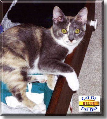 Belle, the Cat of the Day