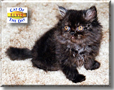 Elvis, the Cat of the Day