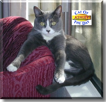 Ashley, the Cat of the Day