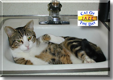 Jazz, the Cat of the Day