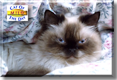 Milo, the Cat of the Day
