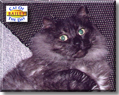 Bailey, the Cat of the Day