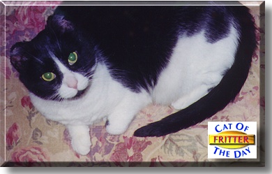 Fritter, the Cat of the Day
