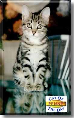 Penny, the Cat of the Day