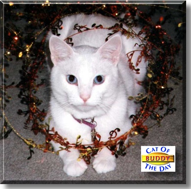 Buddy, the Cat of the Day