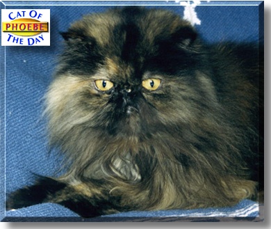 Phoebe, the Cat of the Day