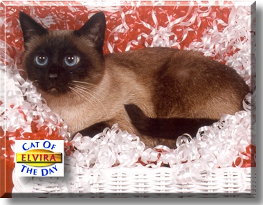 Elvira, the Cat of the Day