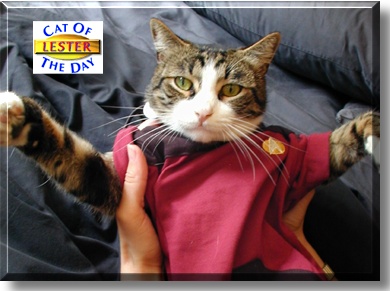 Lester, the Cat of the Day