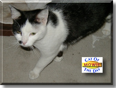 Mowie, the Cat of the Day