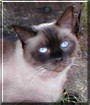 Kokomo