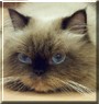 Mocha