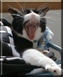 Figaro