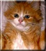 Rufus