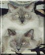 Sara, Seng-ge