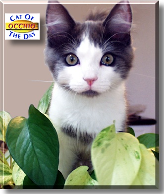 Occhio, the Cat of the Day