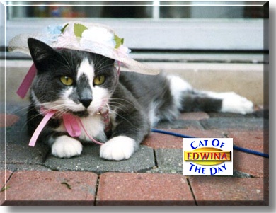 Edwina, the Cat of the Day