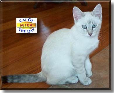 Mika, the Cat of the Day