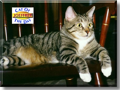 Jeoffrey, the Cat of the Day