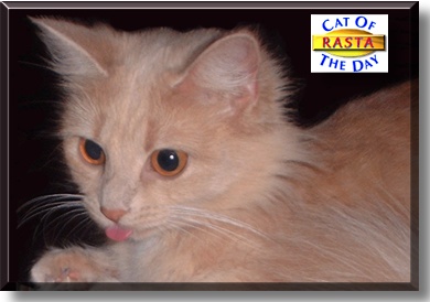 Rasta, the Cat of the Day