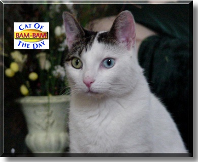 Bam-Bam, the Cat of the Day
