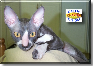 Chakita, the Cat of the Day
