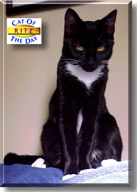 Ritz, the Cat of the Day