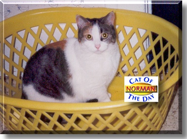 Norman, the Cat of the Day
