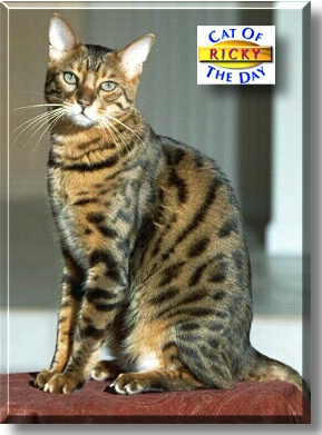 Ricky, the Cat of the Day