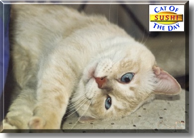 Sushi, the Cat of the Day
