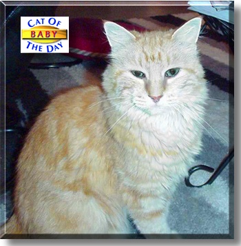 Baby, the Cat of the Day